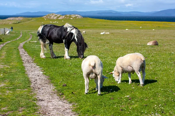 Ovce a koně v oblasti Iona v vnitřní Hebridy, Skotsko — Stock fotografie