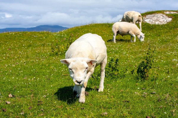 Schafe und Pferde auf den Feldern von Iona in den inneren Hebriden, Schottische Schafe auf den Feldern von Iona in den inneren Hebriden, Schottland — Stockfoto