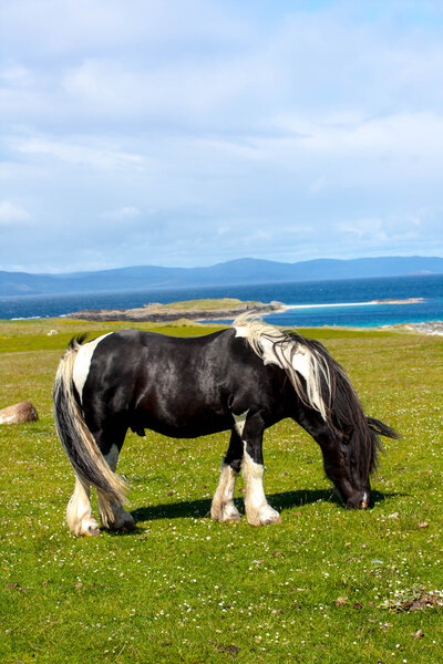 Sheep and horses in the fields of Iona in the Inner Hebrides, Scotland