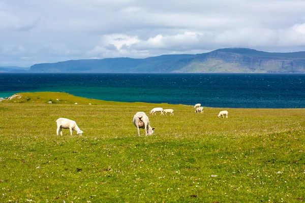 Domba dan kuda di ladang Iona di Hebrides Dalam, Skotlandia Domba di bidang Iona di Hebrides Dalam, Skotlandia — Stok Foto