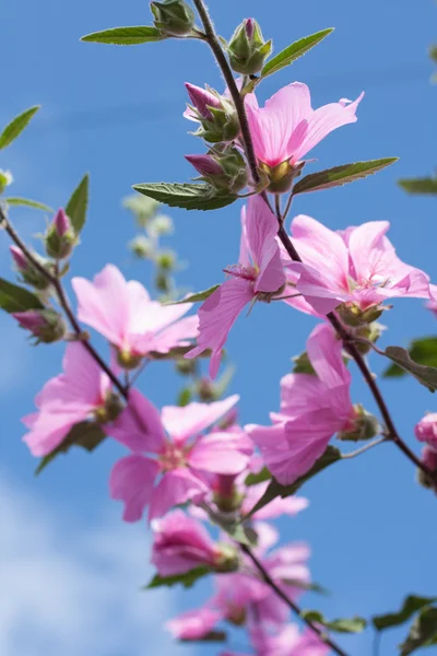 Schöne rosafarbene Stockrosen im Garten — Stockfoto