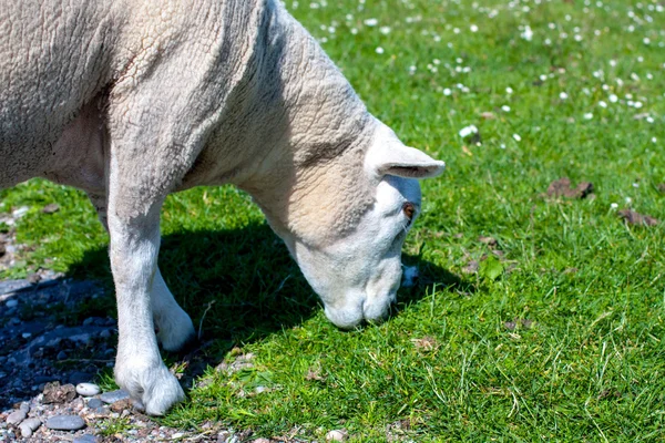 Sheep in the fields of Iona in the Inner Hebrides, Scotland Sheep in the fields of Iona in the Inner Hebrides, Scotland — Stock Photo, Image