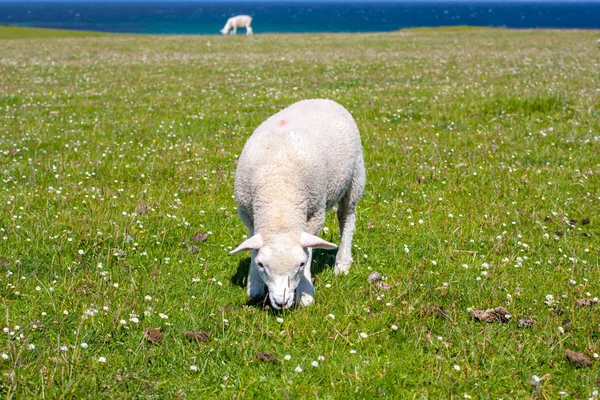 Ovelhas e cavalos nos campos de Iona nas Hébridas Internas, Escócia Ovelhas nos campos de Iona nas Hébridas Internas, Escócia — Fotografia de Stock