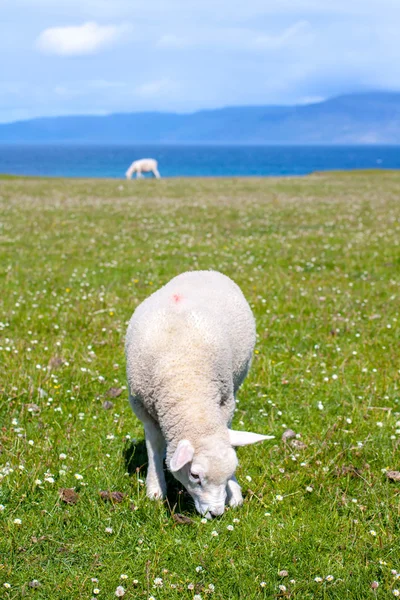 Pecore e cavalli nei campi di Iona nelle Ebridi Interne, Scozia Pecore nei campi di Iona nelle Ebridi Interne, Scozia — Foto Stock