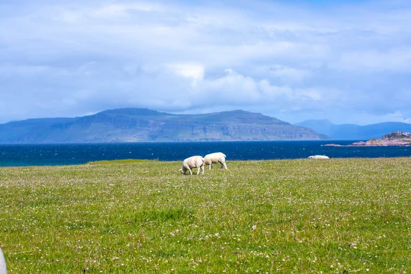 绵羊和马匹在爱奥那岛内赫布里的、 苏格兰羊在爱奥那岛内赫布里，苏格兰的字段的字段 免版税图库照片