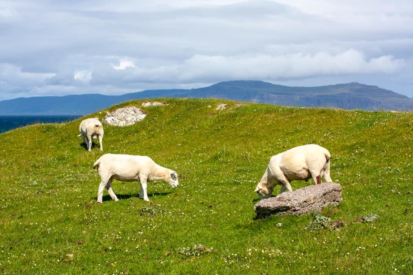 Schafe und Pferde auf den Feldern von Iona in den inneren Hebriden, Schottische Schafe auf den Feldern von Iona in den inneren Hebriden, Schottland Stockbild