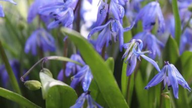 Baharda bluebells atış kapatmak