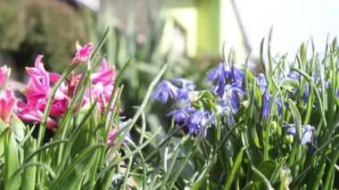 Baharda bluebells atış kapatmak