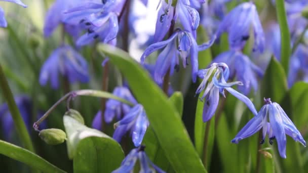 Close up shot of bluebells in spring — Stok Video