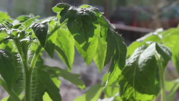 西红柿种植自己的粮食，关闭 — 图库视频影像