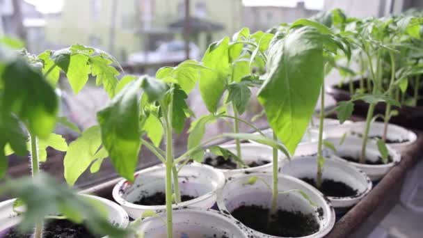 Выращивая собственную еду, помидоры закрываются — стоковое видео
