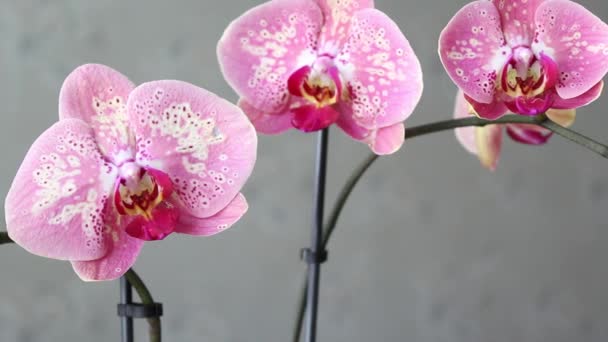 Hermosa orquídea rosa, imágenes — Vídeo de stock