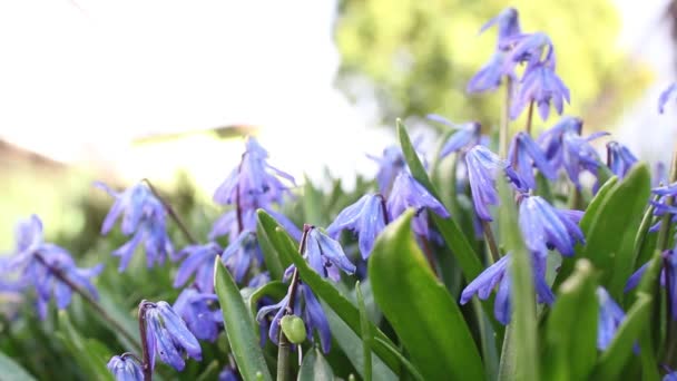 Blaue Frühlingsblumen im Garten — Stockvideo