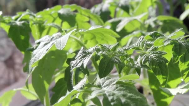 Tomates verdes creciendo en casa — Vídeos de Stock