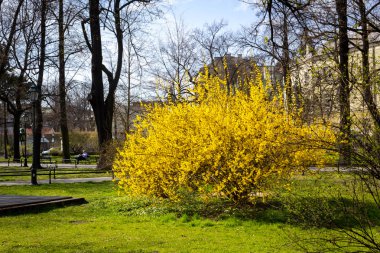 Planty park walk ın ilkbahar, Krakow Polonya