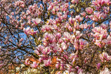 Pembe Manolya dalları.