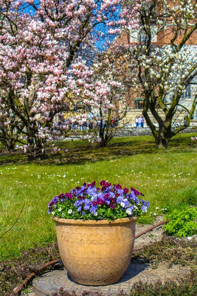 Flores de color púrpura en la maceta grande y flor de magnolia, Cracovia en Polonia —  Fotos de Stock