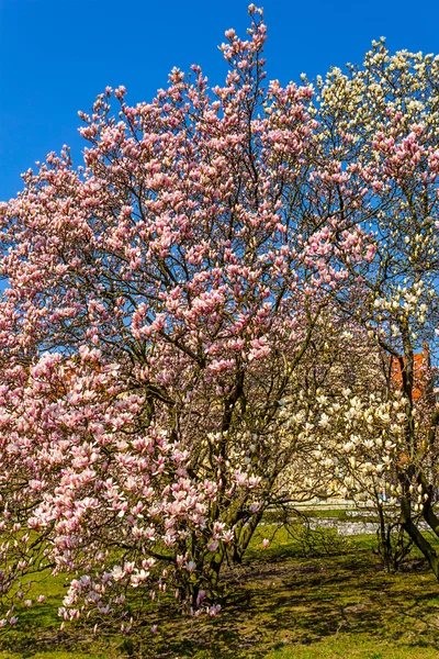 Różowy magnolia oddziałów. — Zdjęcie stockowe