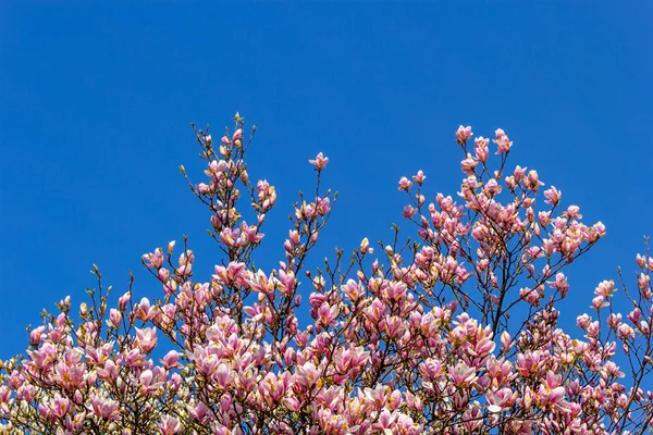 Ramas de magnolia rosa . —  Fotos de Stock