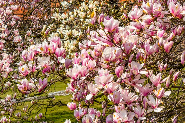 Pink magnolia branches. — Stock Photo, Image