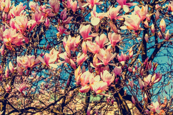 Ramas de magnolia rosa . — Foto de Stock