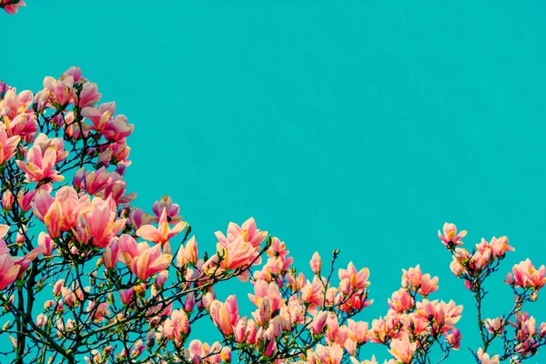 Rosa magnolia grenar. — Stockfoto