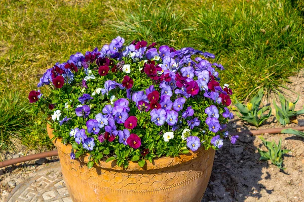 Lila pansy blommor i en stor blomkruka — Stockfoto