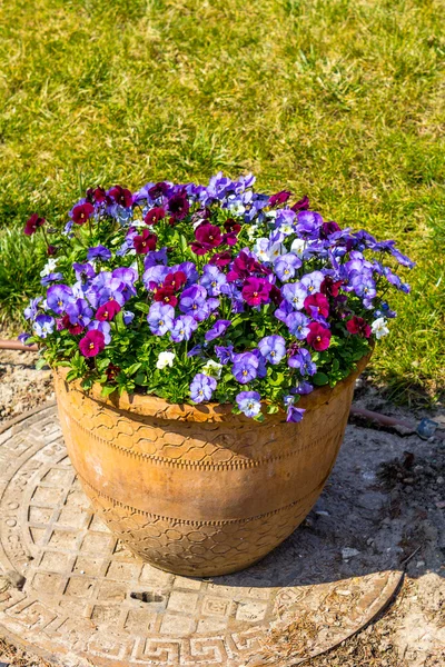 Lila pansy blommor i en stor blomkruka — Stockfoto