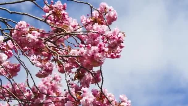 Krásná japonská třešeň květ v květnu — Stock video