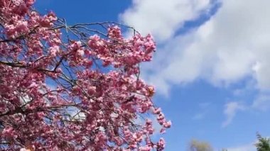 Pembe Japon ağacı çiçeği rüzgarda