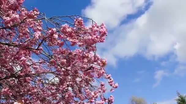 Arbre japonais rose fleurir dans le vent — Video