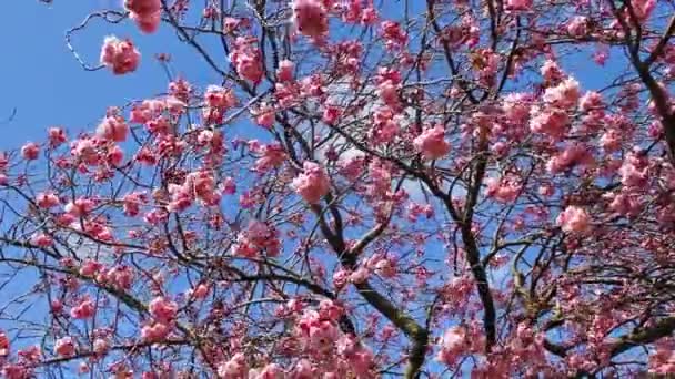 Pink Japanese tree blossom in the wind — Stock Video