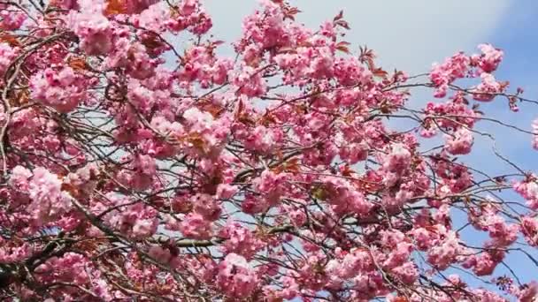 Pink Japanese tree blossom in the wind — Stock Video