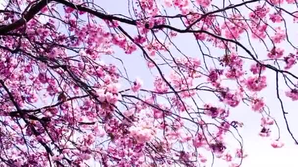 Pink Japanese tree blossom in the wind — Stock Video