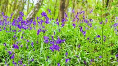 Güzel bahar orman bluebells çiçek çiçek ile
