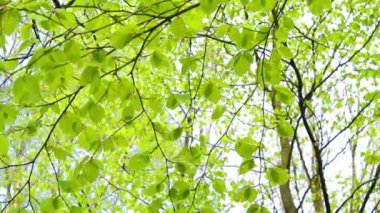 Taze, parlak huş ağacı yaprakları rüzgarda görüntüleri