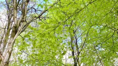 Taze, parlak huş ağacı yaprakları rüzgarda görüntüleri