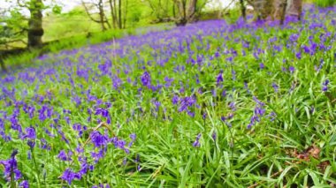 Güzel bahar orman bluebells çiçek çiçek ile