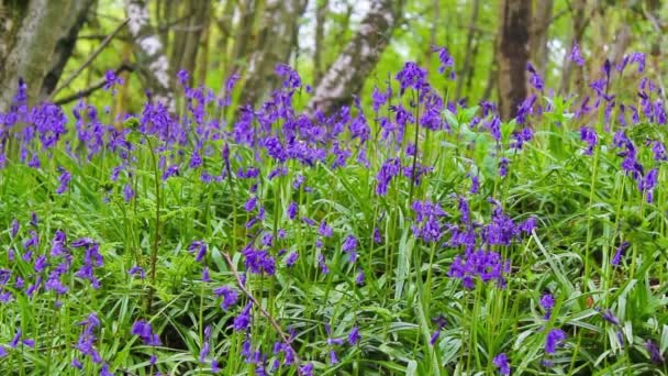 Bela floresta de primavera com flores de sinos azuis em flor — Vídeo de Stock