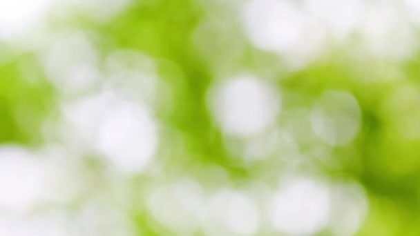 fond de bokeh naturel, des séquences HD 