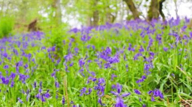 Güzel bahar orman bluebells çiçek çiçek ile