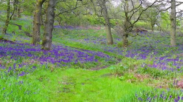 Bela floresta de primavera com flores de sinos azuis em flor — Vídeo de Stock