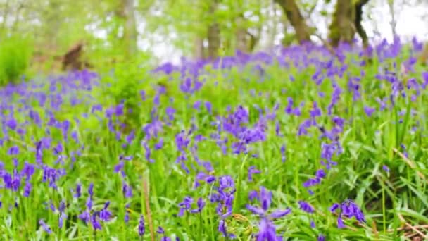 Belle forêt de printemps avec des fleurs de bluebells en fleurs — Video