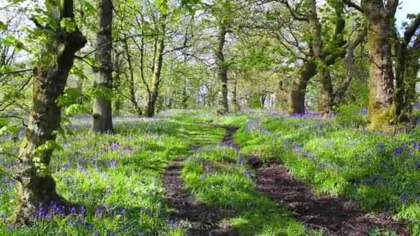 Hermoso bosque de primavera con flores de campanas azules en flor — Vídeos de Stock