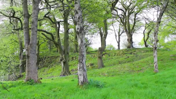 Hermoso bosque de bluebell de primavera, material de archivo — Vídeos de Stock