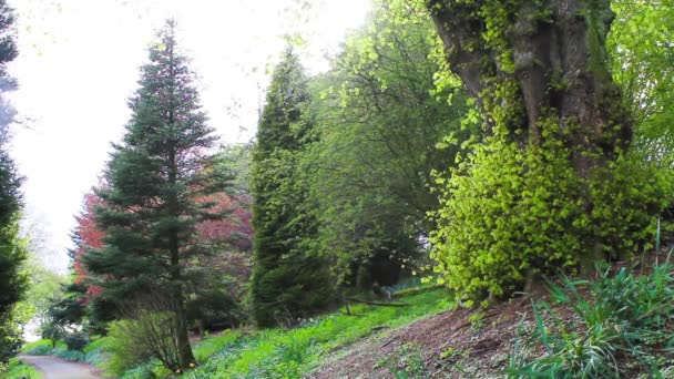 Floresta de bluebell bela primavera, imagens — Vídeo de Stock