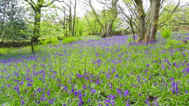 Belle forêt de printemps avec des fleurs de bluebells en fleurs — Video