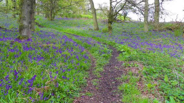 Belle forêt de printemps avec des fleurs de bluebells en fleurs — Video