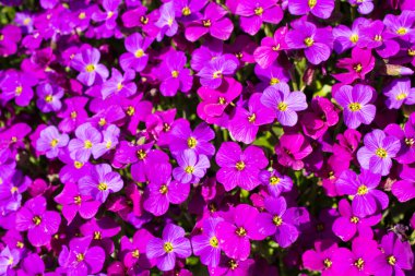 Violet aubrietia flowers close up background clipart