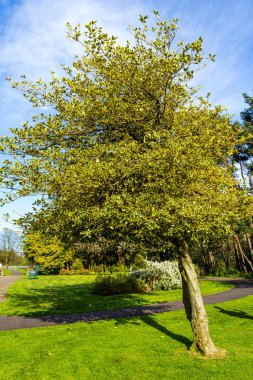 Yaz aylarında parkta güzel ağaç